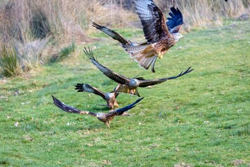 Majestic hawk soaring with its wings wide opened with a field in the background