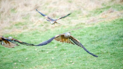 Majestic hawk soaring with its wings wide opened with a field in the background