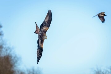 Majestic hawk soaring with its wings wide opened on background of the clear blue sky