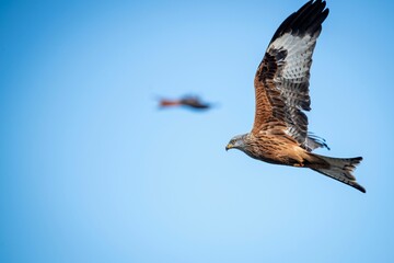 Majestic hawk soaring with its wings wide opened on background of the clear blue sky