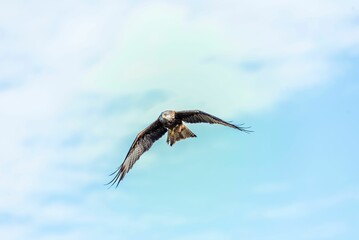 Majestic hawk soaring with its wings wide opened on background of the clear blue sky