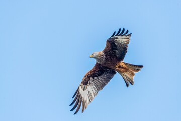Majestic hawk soaring with its wings wide opened on background of the clear blue sky
