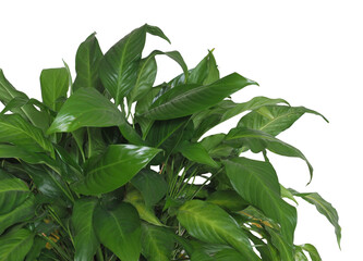 houseplant foliage transparent PNG