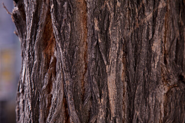 árbol textura