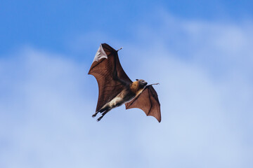 Flying Fox in Australia