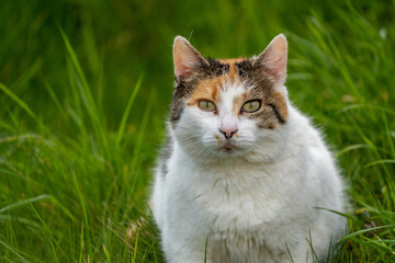 Naklejka na ściany i meble orange and white cat in the grass 