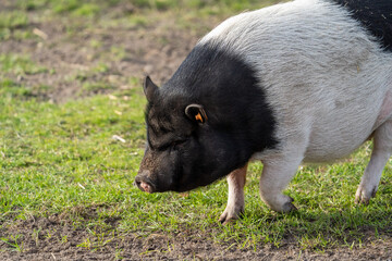 black and white pig