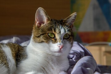 Closeup of a cat lying on a blanket, looking intently with bright, alert eyes.