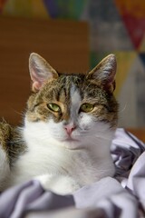 Vertical closeup of a cat lying on a blanket, looking at the camera.
