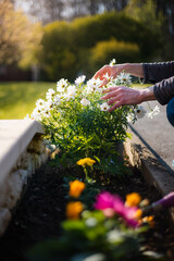 Woman gardener planting flowers on a sunny day. Gardening and earth care concept. Countryside...