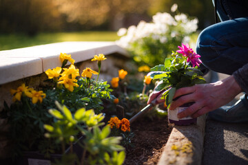 Woman gardener planting flowers on a sunny day. Gardening and earth care concept. Countryside living home decoration with colorful flowers. Spring plant and environment care in private garden.