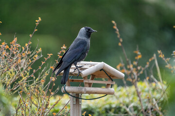 crow bird on a feeder for garden birds on the lookout