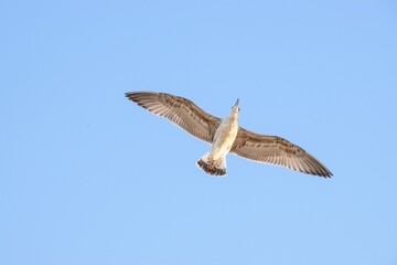 Low angle shot of a European herring gull flying under a blue sky and sunlight