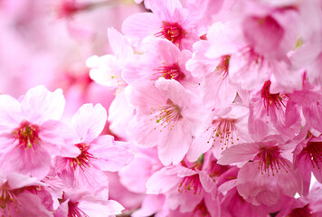 The beautiful sakura (cherry blossom) bloom in the garden