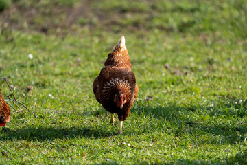 chicken in grass