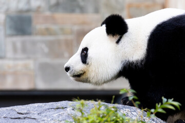 Fototapeta premium Giant Panda in Australia