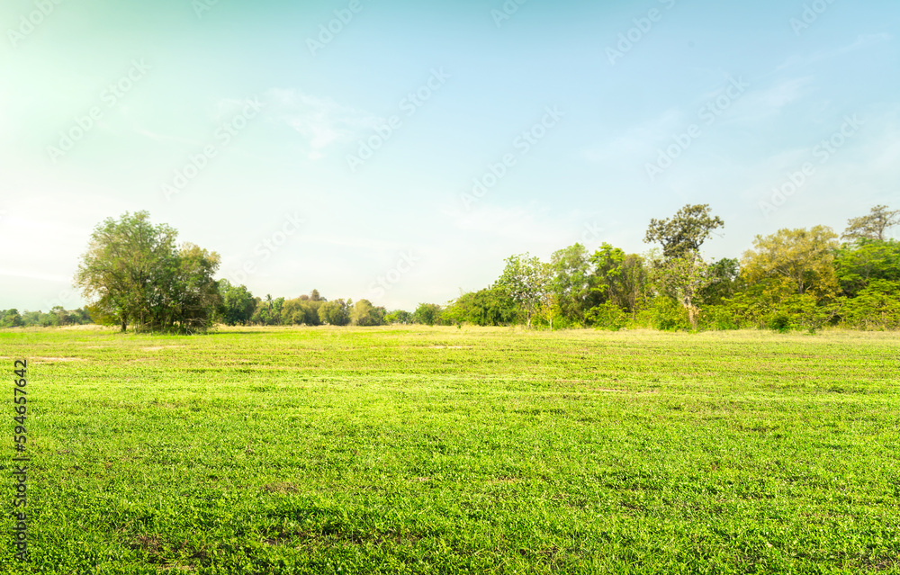 Wall mural empty dry cracked swamp reclamation soil, land plot for housing construction green meadow, beautiful