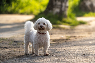 white miniature dog