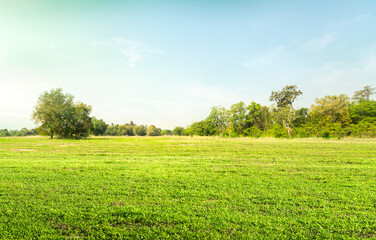 Empty dry cracked swamp reclamation soil, land plot for housing construction Green meadow,...