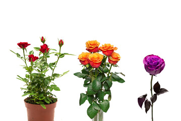 Red roses in a pot isolated on white background.