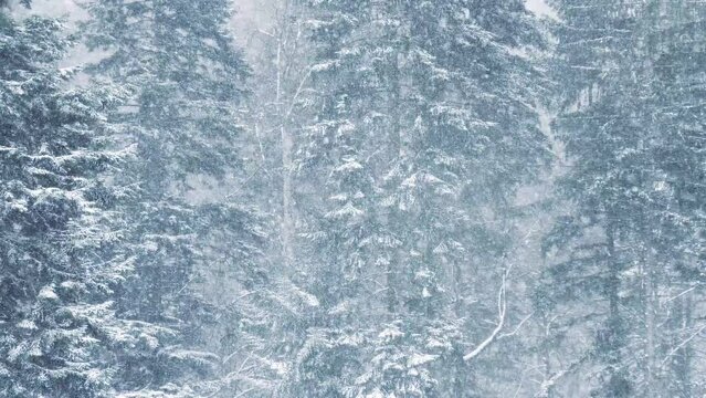 Drone view of frozen trees and the weather is heavily snowing