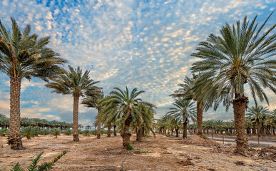 Fototapeta na wymiar Countryside gravel road among plantations of date palms, image depicts healthy food production as well sustainable agriculture industry in desert and arid areas of the Middle East