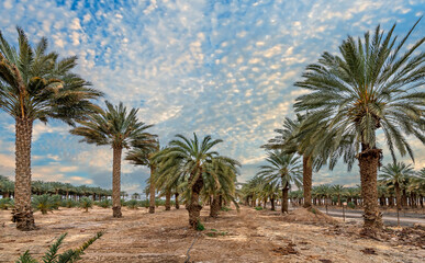 Fototapeta premium Countryside gravel road among plantations of date palms, image depicts healthy food production as well sustainable agriculture industry in desert and arid areas of the Middle East