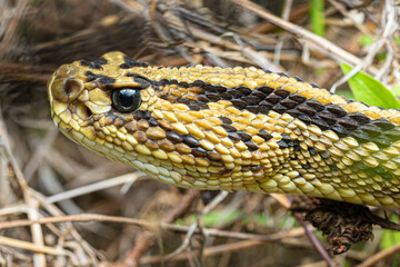 South American rattlesnake (Crotalus durissus) French Guiana South America