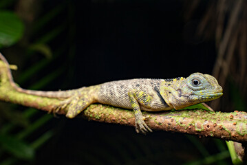 Blue-lipped tree lizard (Plica umbra) French Guiana South America