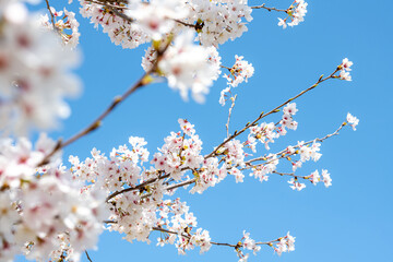 ソメイヨシノ 枝 花 アップ