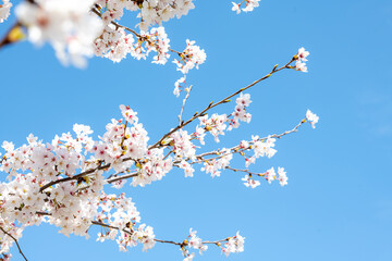 ソメイヨシノ 枝 花 アップ