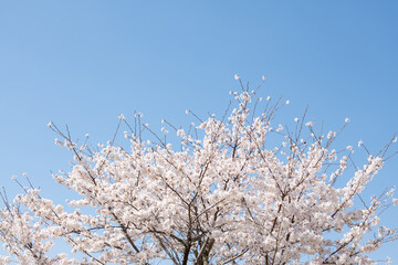 ソメイヨシノと青空 晴天