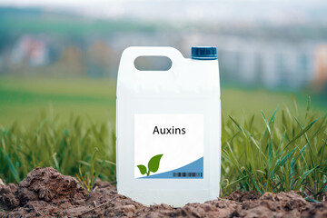 Auxins plant growth hormones that promote cell elongation and division, regulate apical dominance, and stimulate root formation. - obrazy, fototapety, plakaty