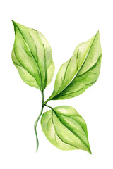 green leaves on an isolated white background. Watercolor illustrations. Climates  leaf