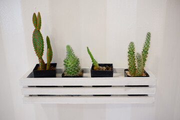 cactus and cactus on a white background.