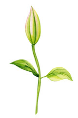 Climates bud and leaf on an isolated white background. Watercolor illustrations. 