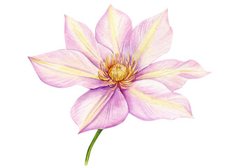 Watercolor clematis, pink flower on a white background. Set of flowers and leaves, botanical illustration hand drawing