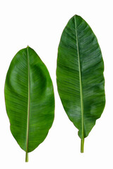 Obraz premium banana leaf on white background