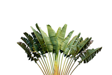 Group of big green banana leaves