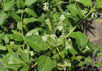 Butterfly Bush (Buddleja asiatica)The flowers have a delightfully sweet, fruity, ambrosia fragrance.