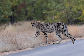 Cheetah in Kruger National Park (Acinonyx jubatus)  