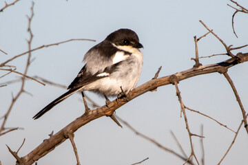 Obraz premium Southern Fiscal or Fiscal Shrike (Lanius collaris) (Fiskaallaksman) in Rietvlei Nature Reserve