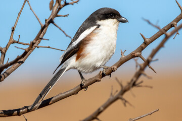 Southern Fiscal or Fiscal Shrike (Lanius collaris) (Fiskaallaksman) in Rietvlei Nature Reserve