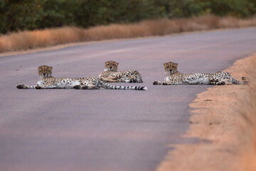 Cheetah in Kruger National Park (Acinonyx jubatus)  © Boshoff