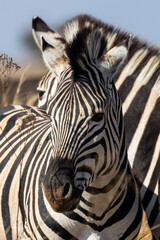 Fototapeta na wymiar Zebra (Equus quagga) in Rietvlei Nature Reserve 