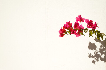 Beautiful pink blooming bougainvillaea on white wall background at sunlight