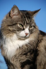 A senior long haired silver tabby cat against a blue sky background