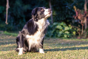 Border Collie 