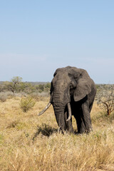 Large Elephant in Kruger National Park