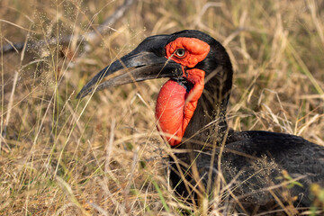Southern Ground Hornbill (Bucorvus leadbeateri) (Bromvoël) in the Kruger National Park